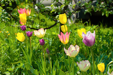 Bright colorful flowers of different colors on a background of green.