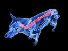 3d Rendered Medically Accurate Illustration Of A Dog Spine