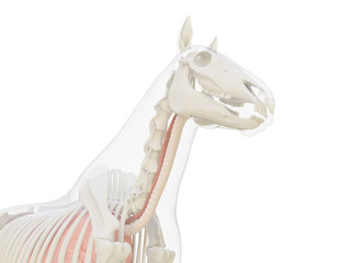 Wall Mural - 3d rendered medically accurate illustration of the horse anatomy