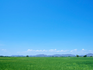 Green field view with sky clouds