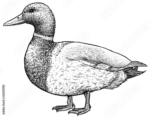 Cuadros en Lienzo Mallard illustration, drawing, engraving, ink, line art, vector