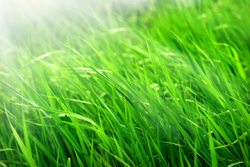 Macro shot of bright green grass sprouts in spring. Green meadow of closeup fresh grass.