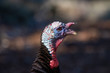 Wild Turkey portrait