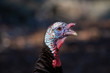 Wild Turkey portrait