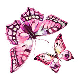 Fototapeta Motyle - beautiful pink butterfly,watercolor,isolated on a white