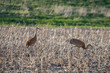 Sandhill Cranes in field