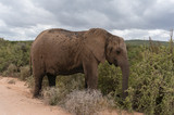 Fototapeta Sawanna - African elephant in the bush. Wildlife nature background
