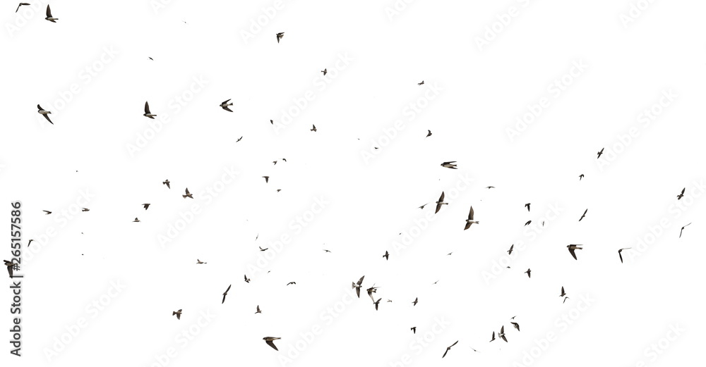 Martin Flock Pattern Flock of birds swallows Sand Martin isolated on white background and ...