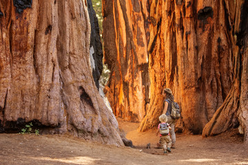 Wall Mural - Family with boy visit Sequoia national park in California, USA