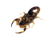 Scorpion Mother With A Baby On The Back Isolated On A White Background