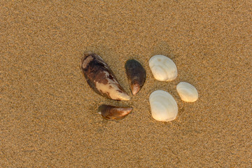 three white and three brown shells close-up on yellow sand. natural surface texture