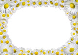 Fototapeta Krajobraz - frame of daisies on a white background
