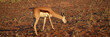 Mother and baby Springbok (Antidorcas marsupialis) walks free in the savannah of Namibia.