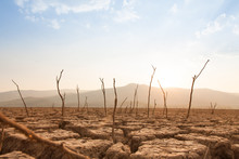 Dead Trees On Drought And Cracked Land At Dry River Or Lake, Metaphor Climate Change, Global Warming And Water Crisis