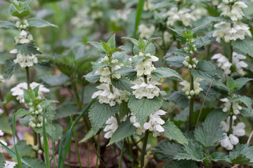 flowering lamium album, white nettle, white dead-nettle