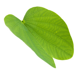 green leaf isolated over white background butterfly shaped