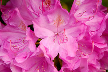 Catawba Rhododendron (Rhododendron Catawbiense) Plant In Full Bloom