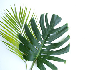 Two tropical green leaves of fresh Monstera leaf and Palm leaf on isolated background