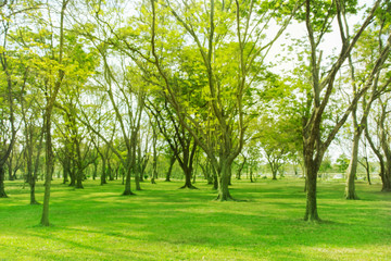 Wall Mural - Blurred photo Beautiful meadow in the park with morning sky.