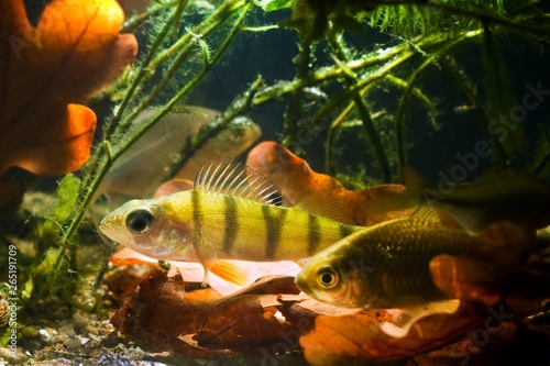 small european freshwater fish