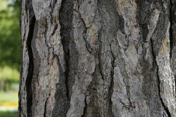 Wall Mural - Close up view of bark of pinus negra tree, pinaceae family.