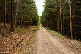 Fototapeta Na ścianę - Road in a beautiful forest in the morning