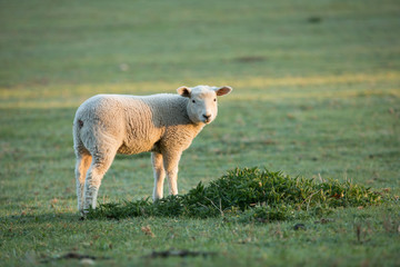 Wall Mural - cute little lambs on fresh green meadow