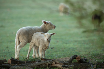 Wall Mural - cute little lambs on fresh green meadow