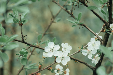 Spring flowers. Blossom tree over nature background. Spring Background.