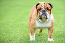 Beautiful English Bulldog Posing Outdoor,selective Focus And Blank Space