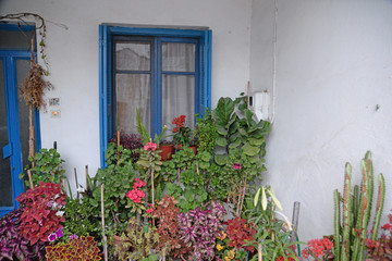 Wall Mural - Blumen an einem Haus auf Kreta