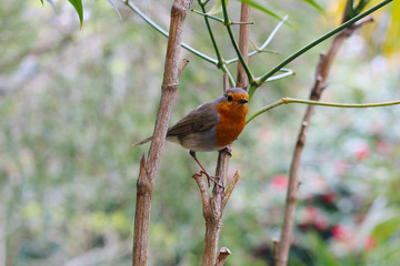 Robin perching on a branch in springtime