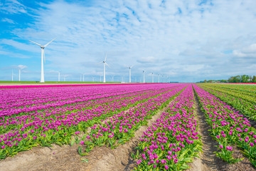 Field with flowers along wind turbines below a blue sky in sunlight in spring