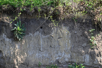 Wall Mural - Nest of a kingfisher on a slope in the dirt.