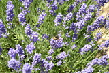 Fototapeta Lawenda - Lavender Farm, Oregon