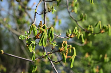 Sticker - Buds of chestnut blossom and green young leaves.