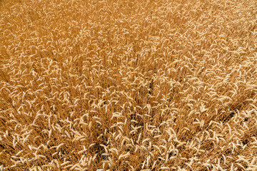 Background of the ripe yellow wheat. Agricultural concept