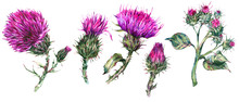 Vintage Watercolor Set Of Thistle, Wild Flowers, Meadow Herbs, Leaves Branches