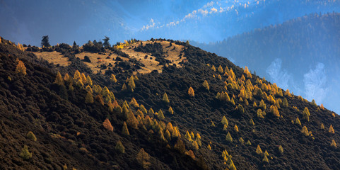 Wall Mural - Fall Autumn Colors, Trees, Colorful Yellow Leaves, Golden and Red Leaves, Colorful Forest. Beautiful assortment of colorful trees, blue sky and sunshine. Layers of trees, background graphic