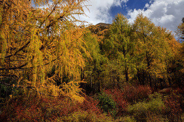 Wall Mural - Fall Autumn Colors, Trees, Colorful Yellow Leaves, Golden and Red Leaves, Colorful Forest. Beautiful assortment of colorful trees, blue sky and sunshine. Layers of trees, background graphic