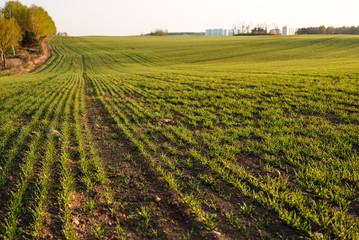 Wall Mural - Fresh green spring grass with the sun on the background of nature, lawn grass sprouting, sowing grain and cereals