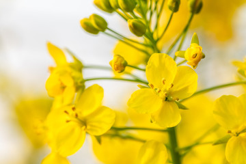 Close up of rape flower in the filed