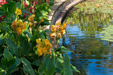 Bright Yellow Canna Flowers In Flower Bed Near The Pond