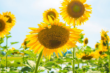Wall Mural - Sunflowers blooming  on blue sky background ,fresh & daylight summer concept.