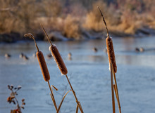 Three Cattails Beside A Lake With Blurry Ducks Sleeping In The Water In The Background