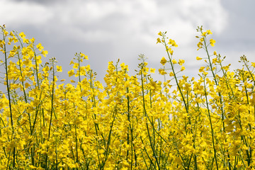 Wall Mural - Group of blooming yellow rape plants on an agricultural field