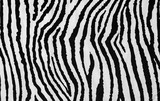 Fototapeta Zebra - animal zebra skin