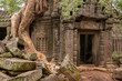 Mystical Overgrown Ta Prohm Temple, Angkor, Cambodia