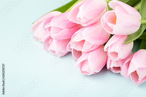 Pink tulips on blue background.