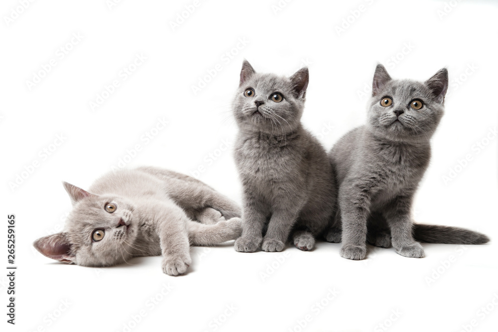 Three kittens British on white background - obrazy, fototapety, plakaty 